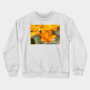 Crocus  &#39;Orange Monarch&#39; Crewneck Sweatshirt